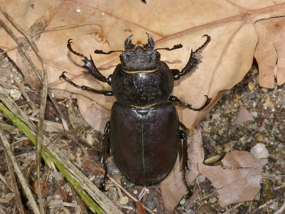 Lucanus cervus - Lucanidae